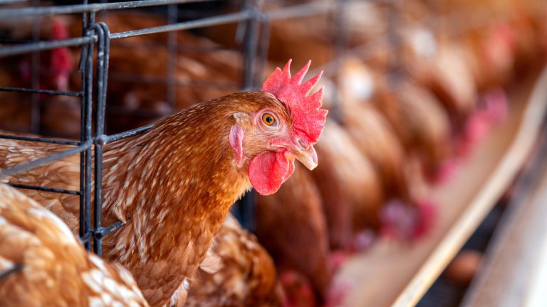 Comment choisir sa vis sans fin pour l'alimentation des animaux en élevage ?