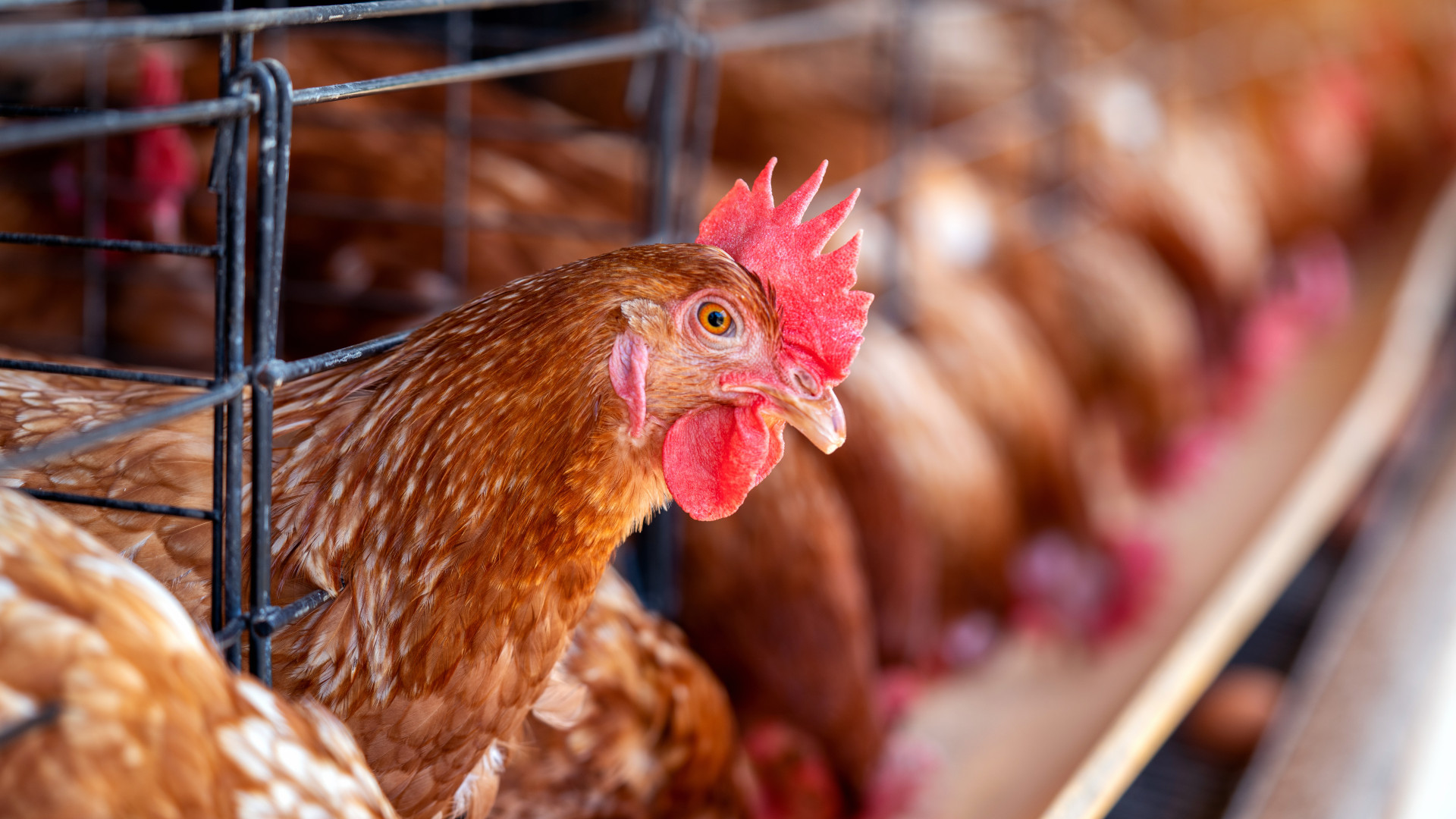 Comment choisir sa vis sans fin pour l'alimentation des animaux en élevage ?